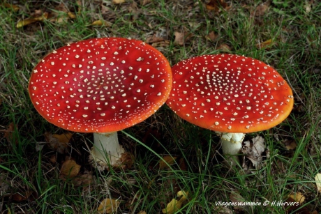 vliegenzwammen.4
