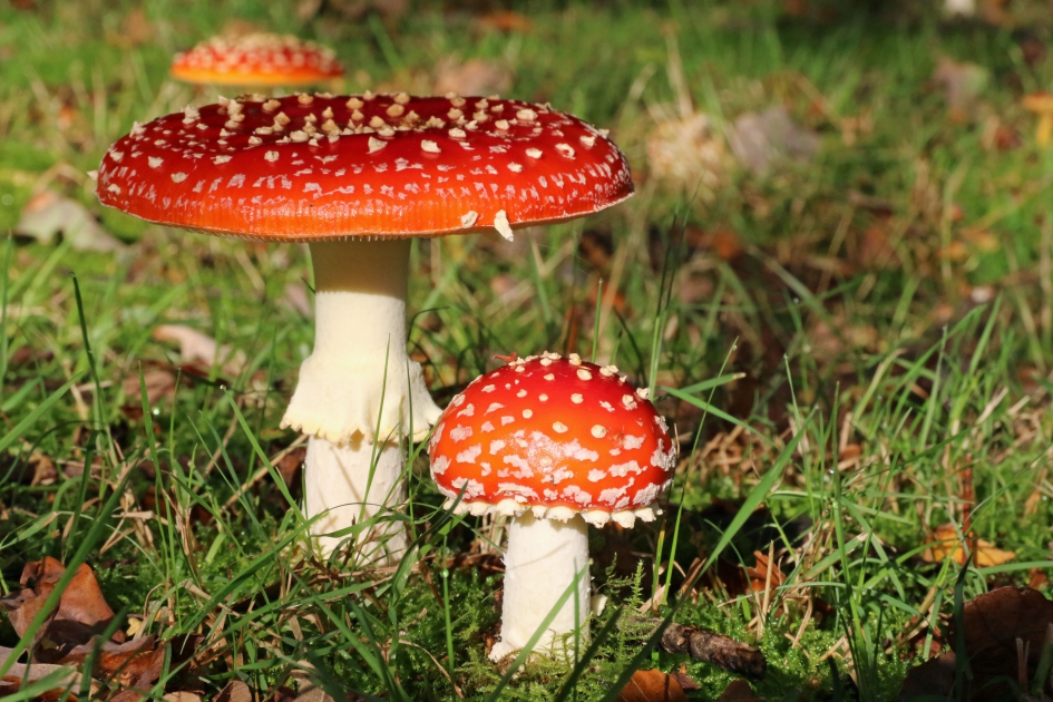 Vliegenzwammen (1) - Schimmels - 