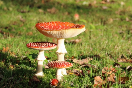 Vliegenzwammen (2)