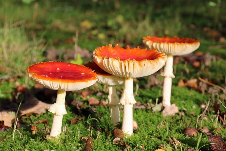 Vliegenzwammen (3) - Schimmels - 