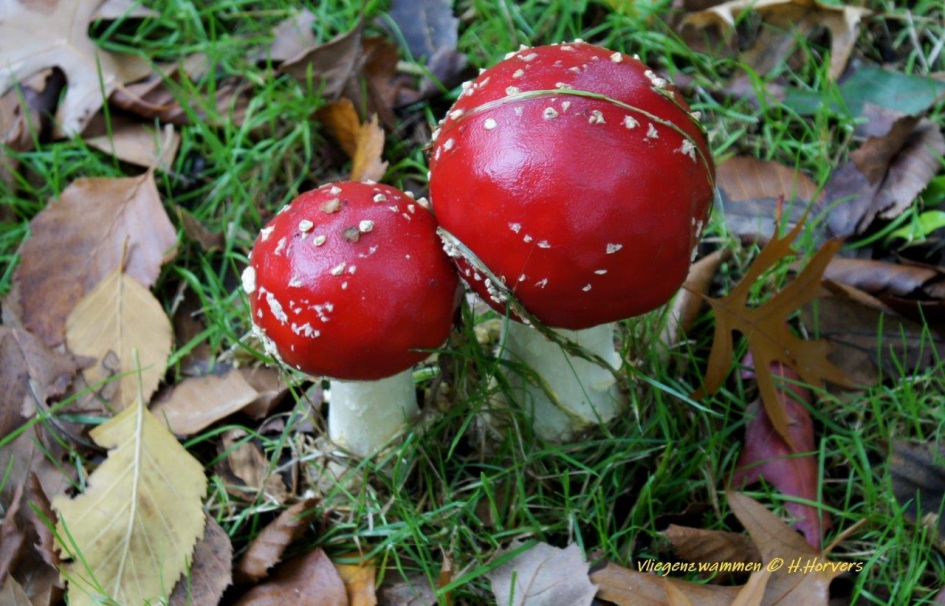 Vliegenzwammen - Schimmels - Vliegenzwammen