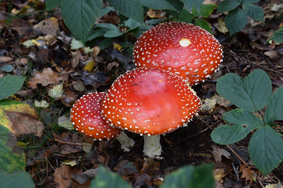 Vliegenzwammen - Schimmels - 