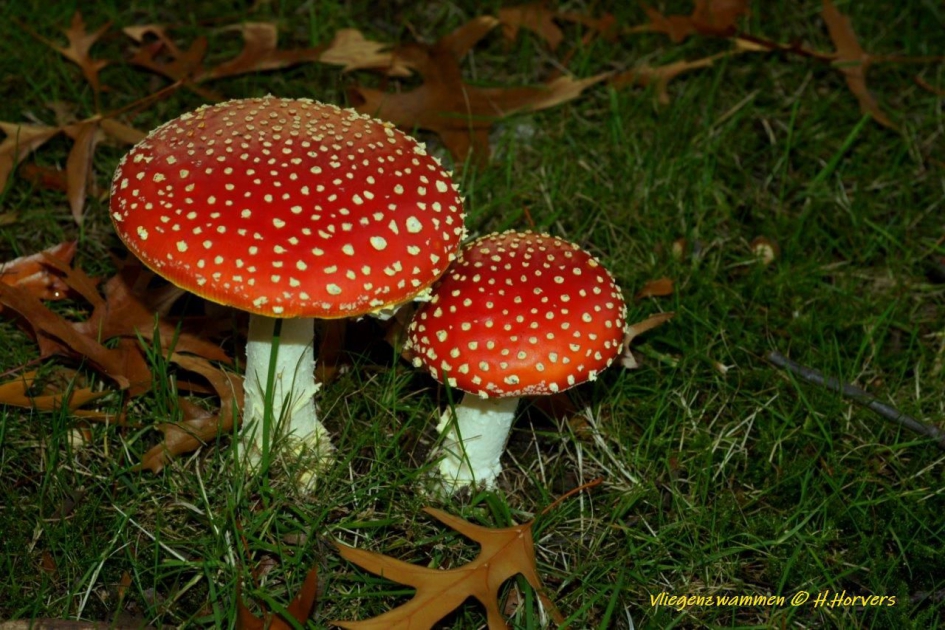 vliegenzwammen - Schimmels - vliegenzwammen