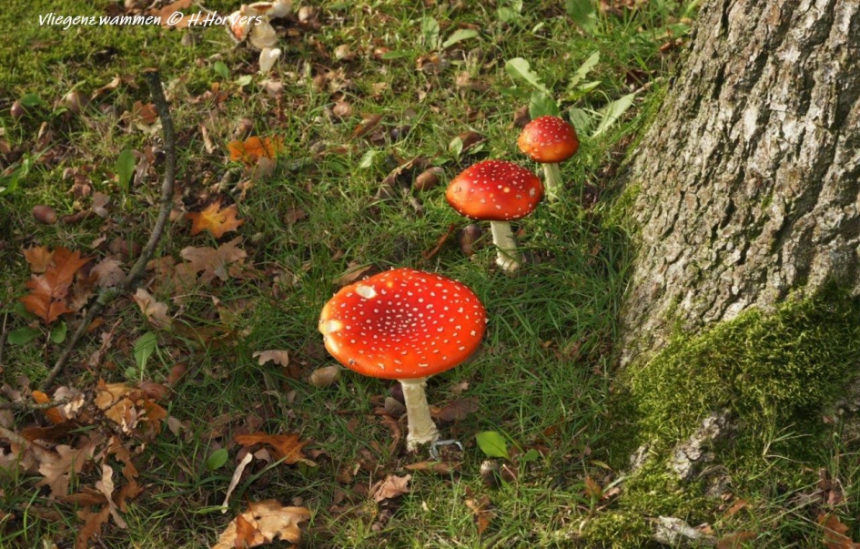 vliegenzwammen.1 - Schimmels - vliegenzwammen