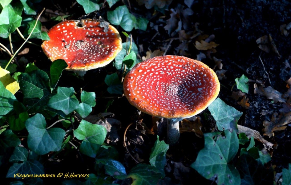 Vliegenzwammen - Schimmels - Vliegenzwammen