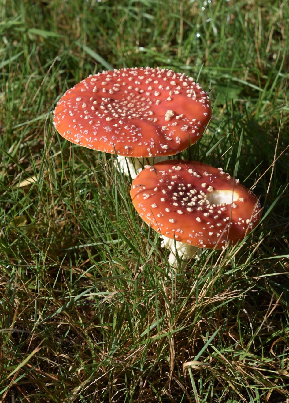 Vliegenzwammen - Schimmels - 