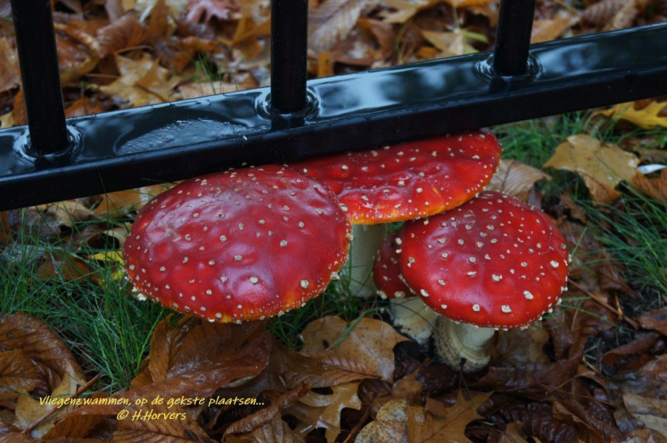 Vliegenzwammen , op de raarste plaatsen - Schimmels - Vliegenzwammen