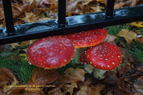 Vliegenzwammen , op de raarste plaatsen