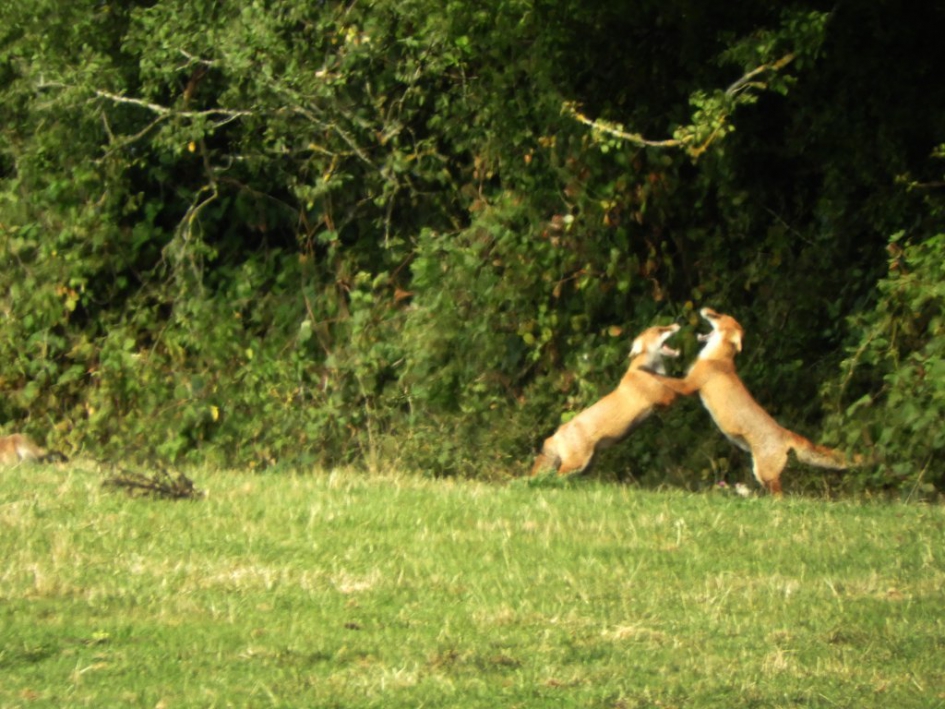 vossenspel - Zoogdieren - vos