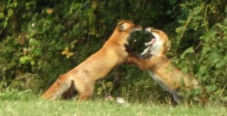 Vossenspel in Frankrijk