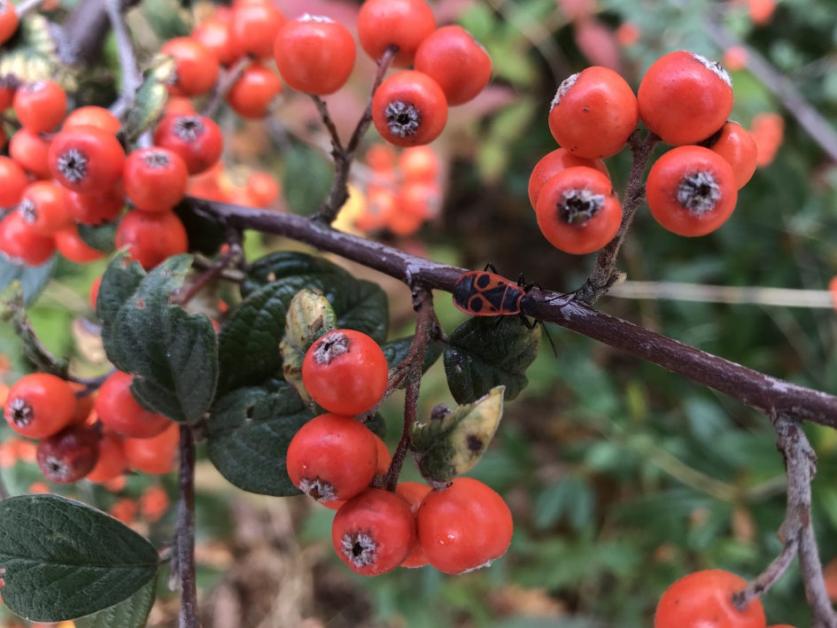 Vuurwants tussen de bessen - Geleedpotigen - 