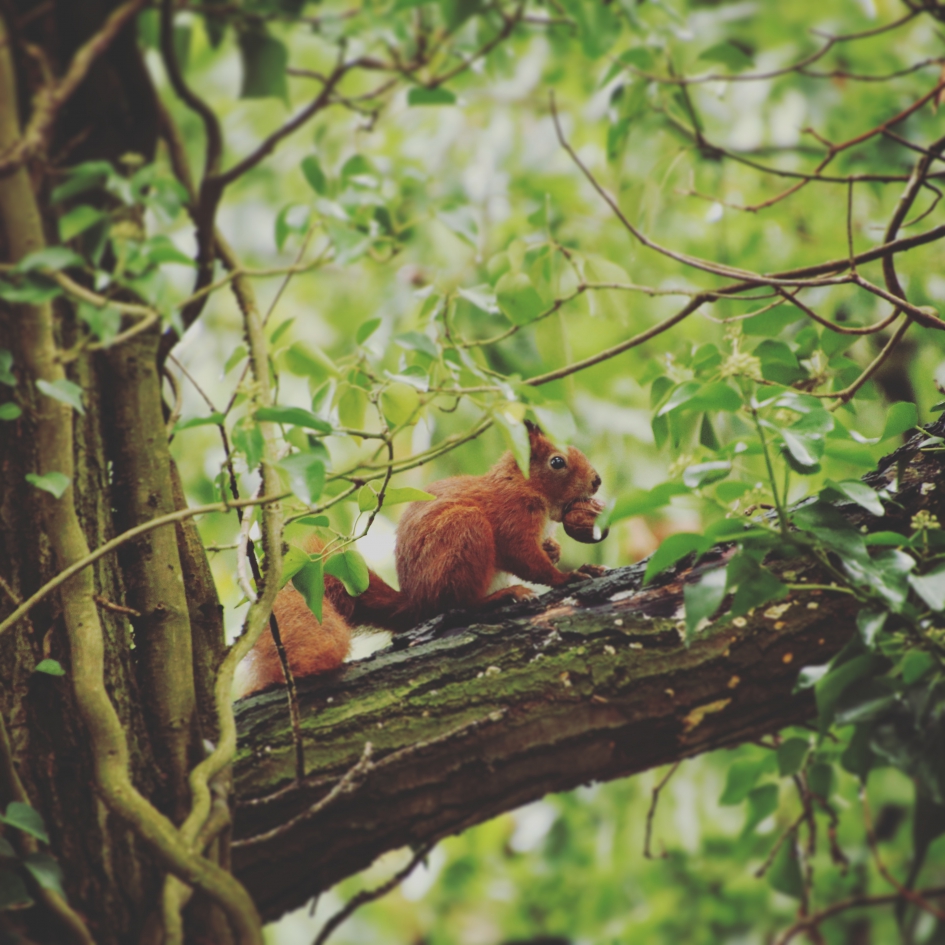 Walnotendief - Zoogdieren - Eekhoorn