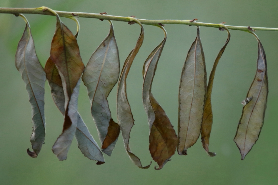 waslijn met bezoeker - Planten - wilg spec.