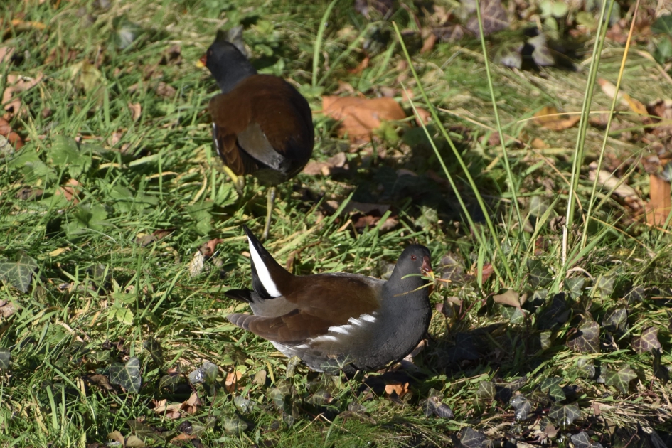 Waterhoentjes - Vogels - 