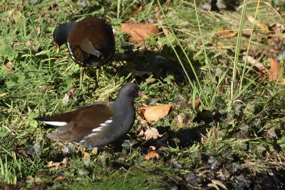 Waterhoentjes naast de gemeentevijver - Vogels - 