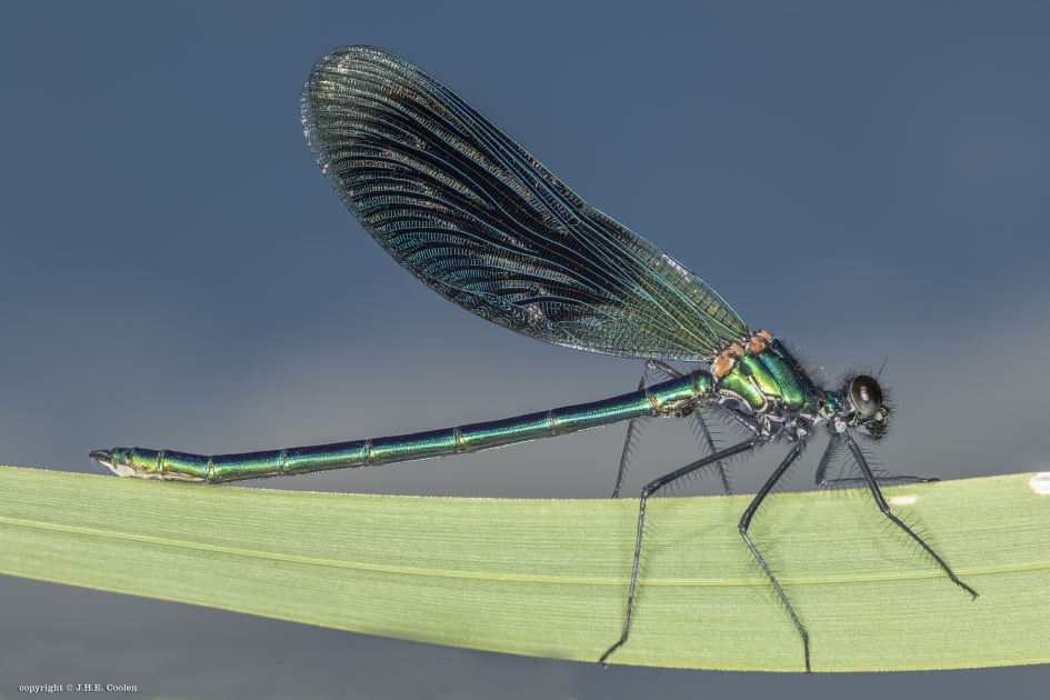 Weidebeekjuffer (Calopteryx splendens) - Geleedpotigen - Weidebeekjuffer