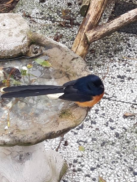 Welke vogel is dit ?