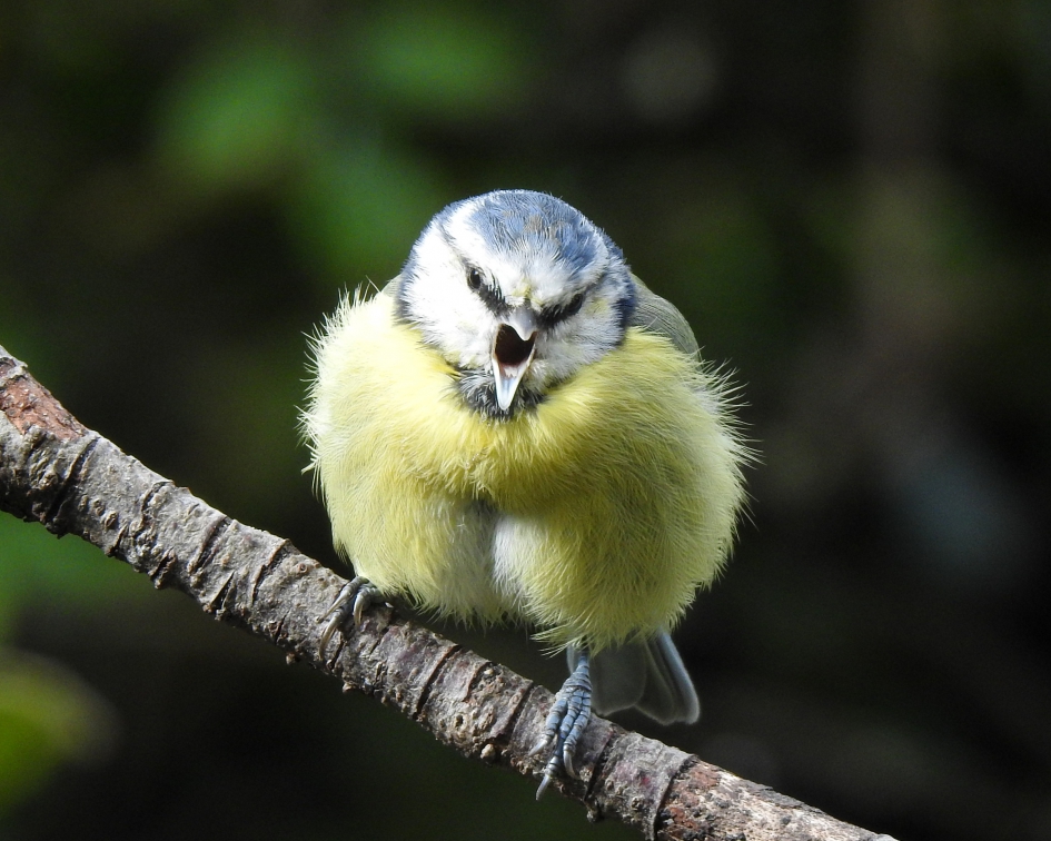 Wie is hier de baas.....!!! - Vogels - Pimpelmees