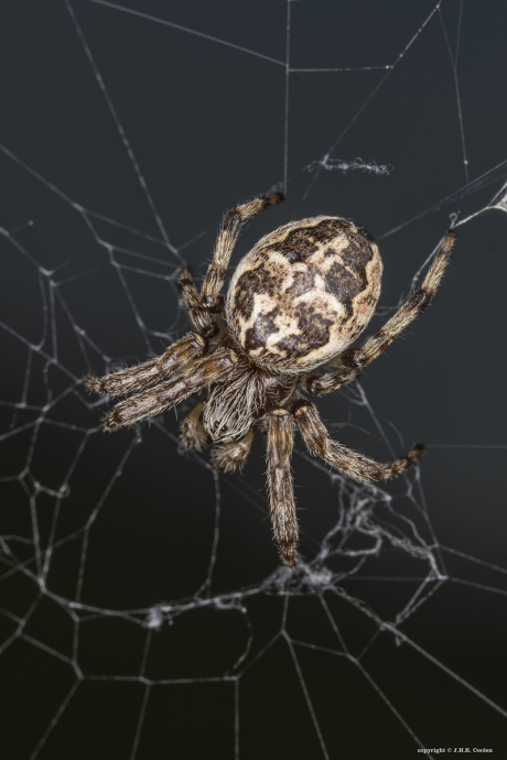 Wielwebspin (Araneidae)