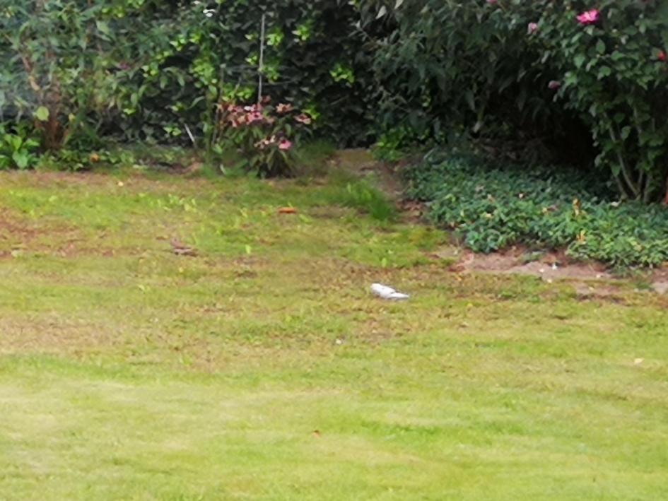 Witte mus - Vogels - 