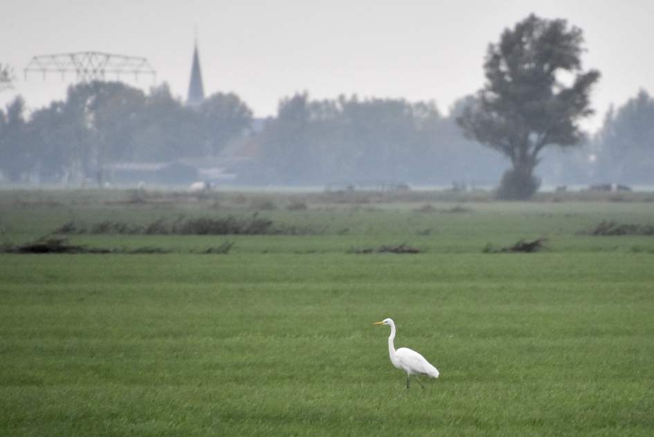Witte reiger - Vogels - 