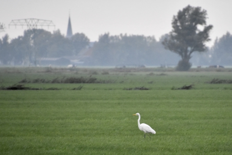 Witte reiger