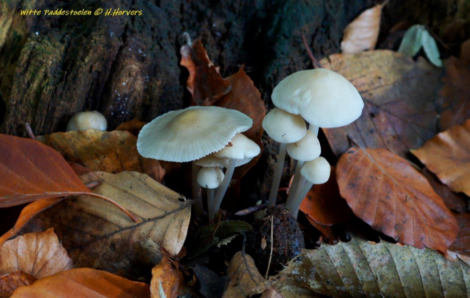 Witte Zwammetjes - Schimmels - Witte Zwammetjes