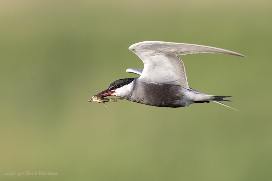 witwangstern vangt lekker maaltje voor jongen. - Vogels - witwangstern