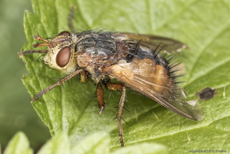 Woeste sluipvlieg (Tachina fera)