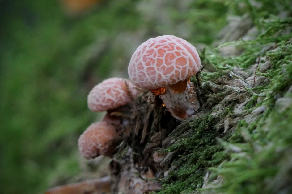 Zalmzwammen - Schimmels - Zalmzwam