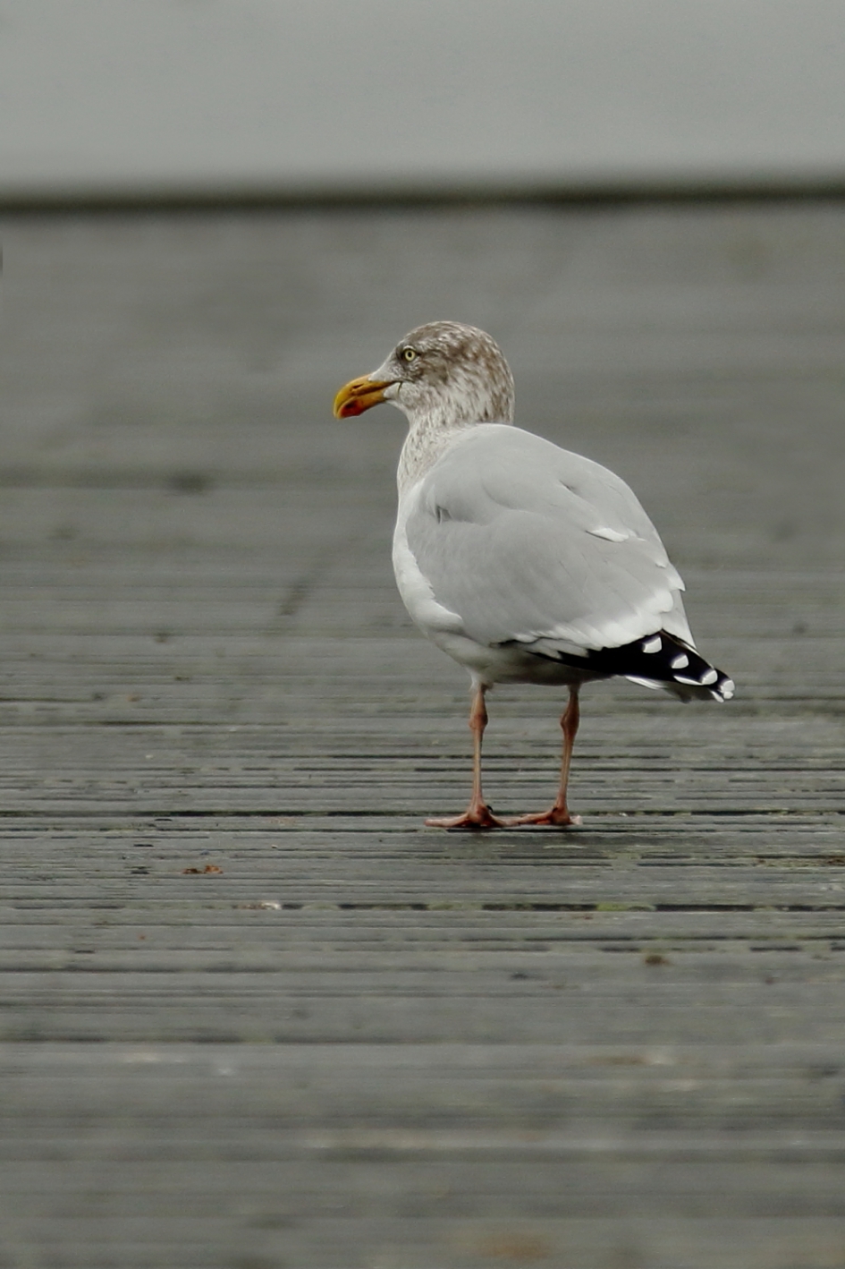 zilvermeeuw - Vogels - zilvermeeuw