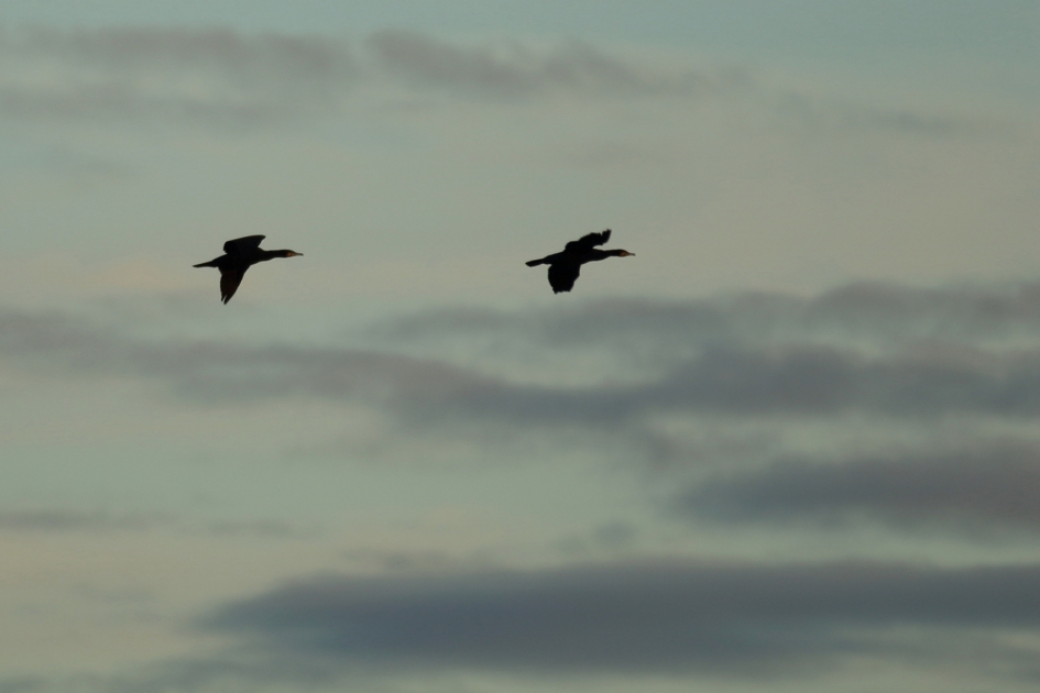 zwaar bewolkt - Vogels - aalscholver