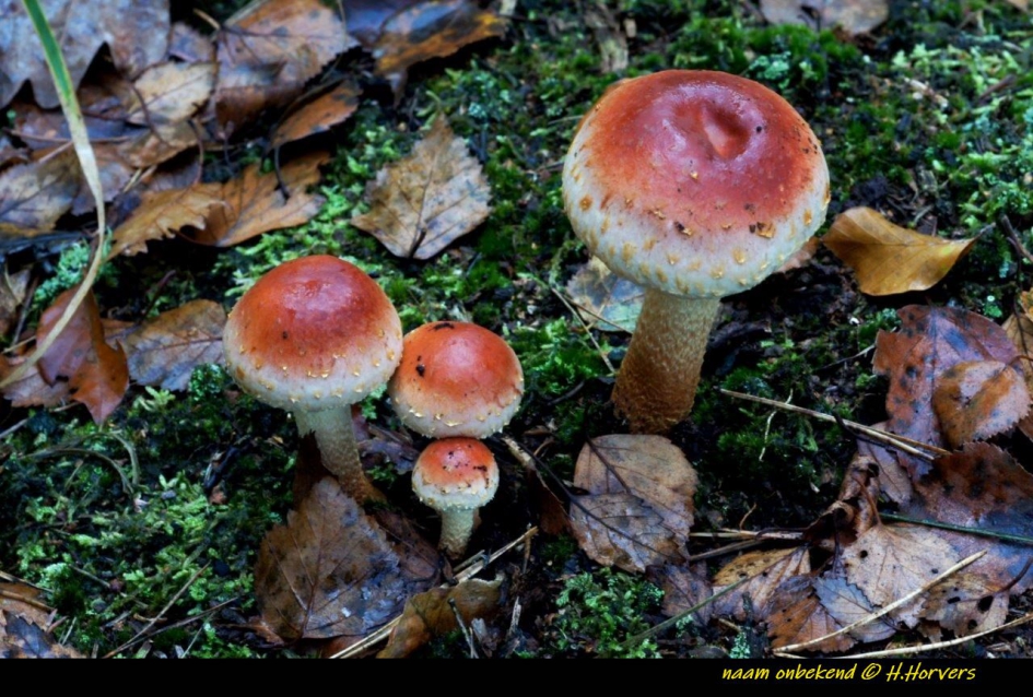 zwammen - Schimmels - zwammen