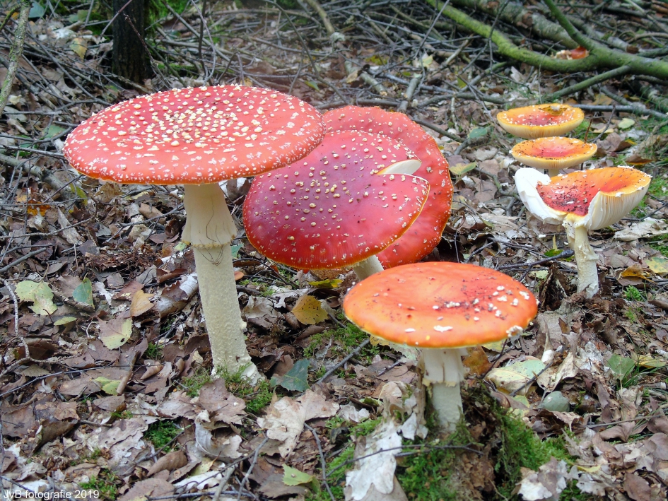 zwammenfamilie - Schimmels - vliegenzwam