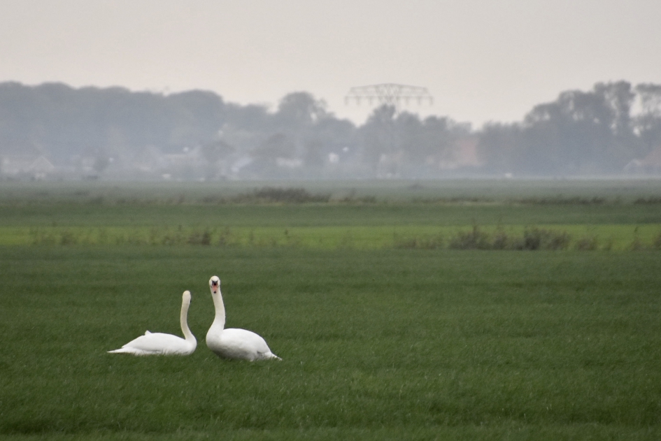Zwanen in de polder - Vogels - 