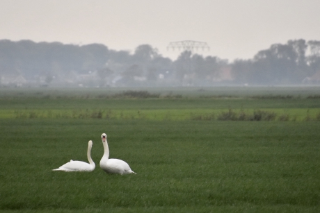 Zwanen in de polder