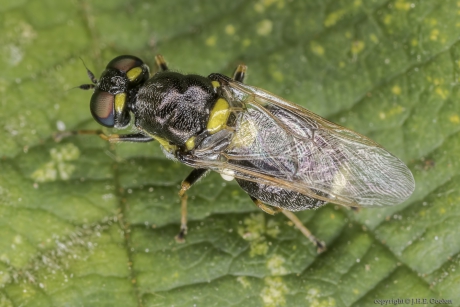 Zwart verfdrupje (Oxycera leonina)
