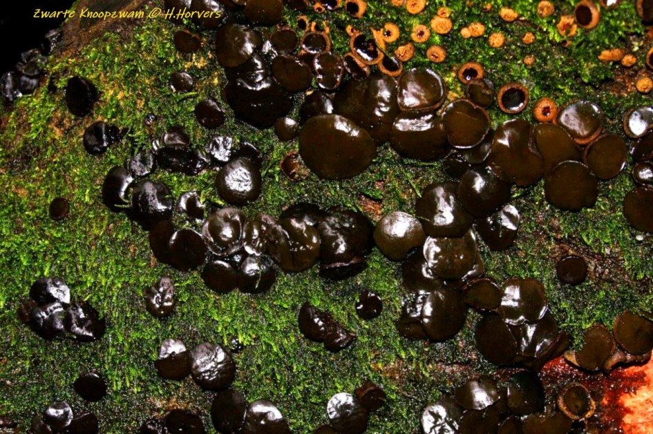 Zwarte Knoopzwammen - Schimmels - Zwarte Knoopzwammen