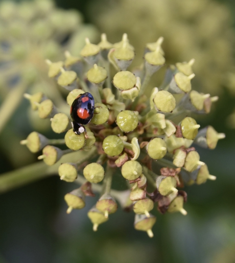 Zwart/rood
