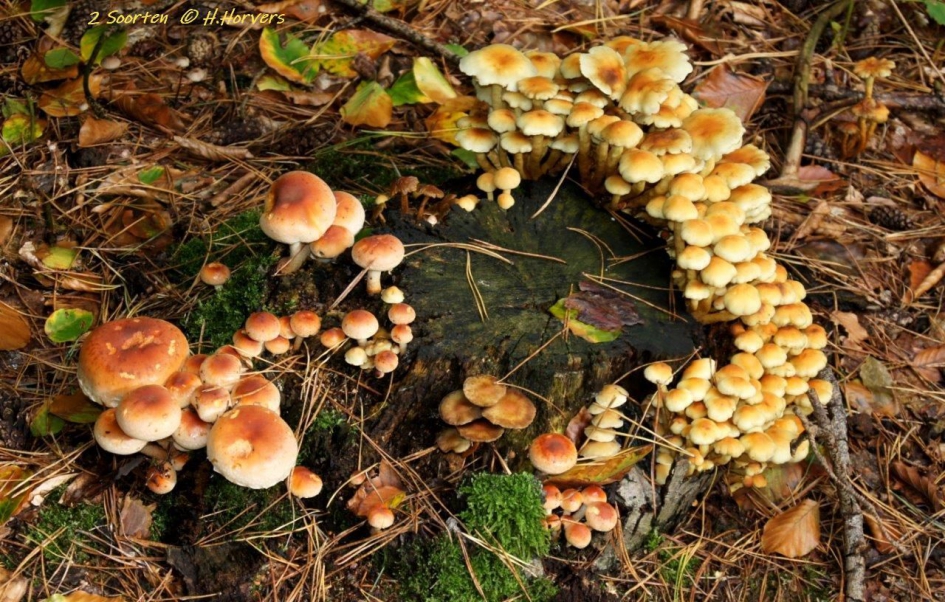 Zwavelkopjes en een iets anders gekleurde zwam - Schimmels - Zwavelkopjes