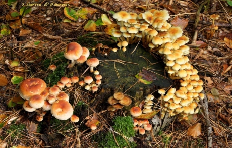 Zwavelkopjes en een iets anders gekleurde zwam