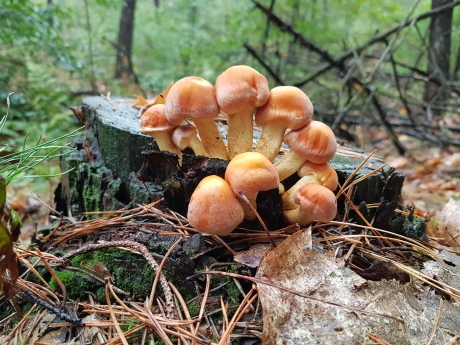 Zwavelkopjes op boomstronk
