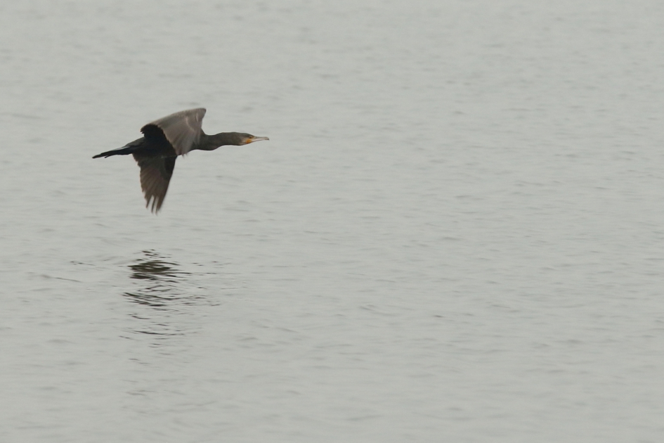 aalscholver - Vogels - aalscholver