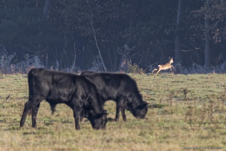 Als een haas..... - Zoogdieren - Ree