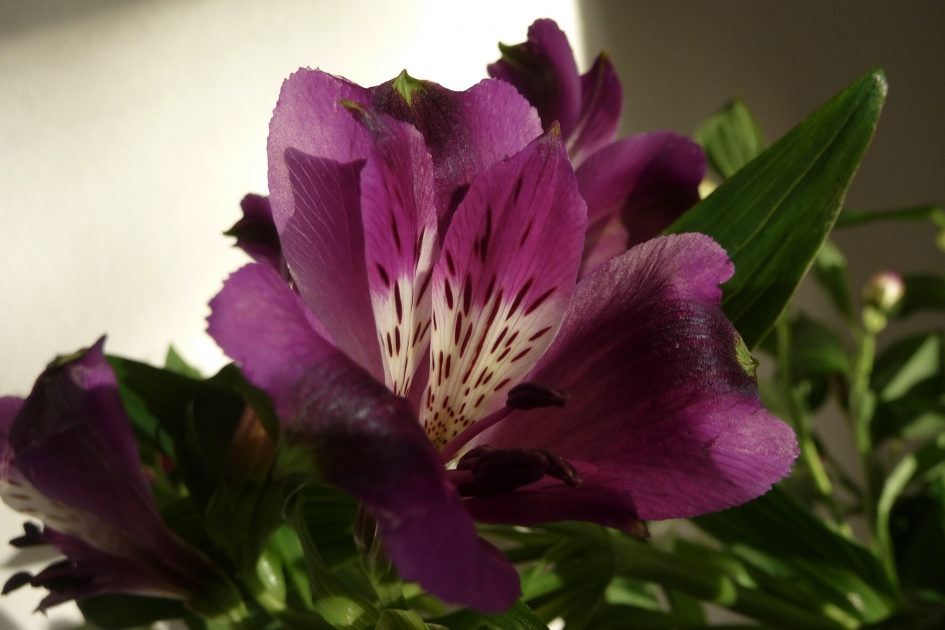 Alstrumeria - Planten - 