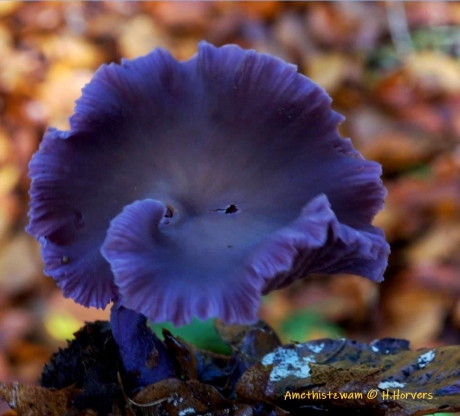 Amethist of Rode Koolzwam