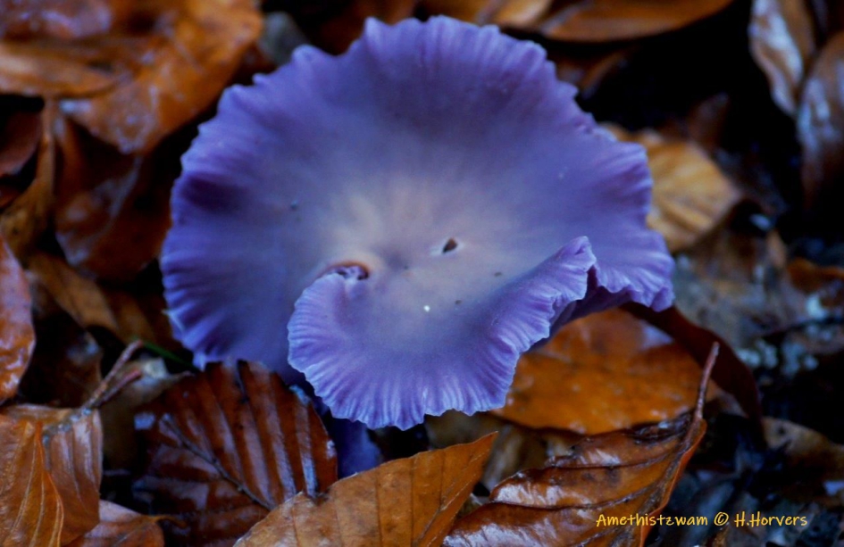 Amethistzwam - Schimmels - Amethistzwam