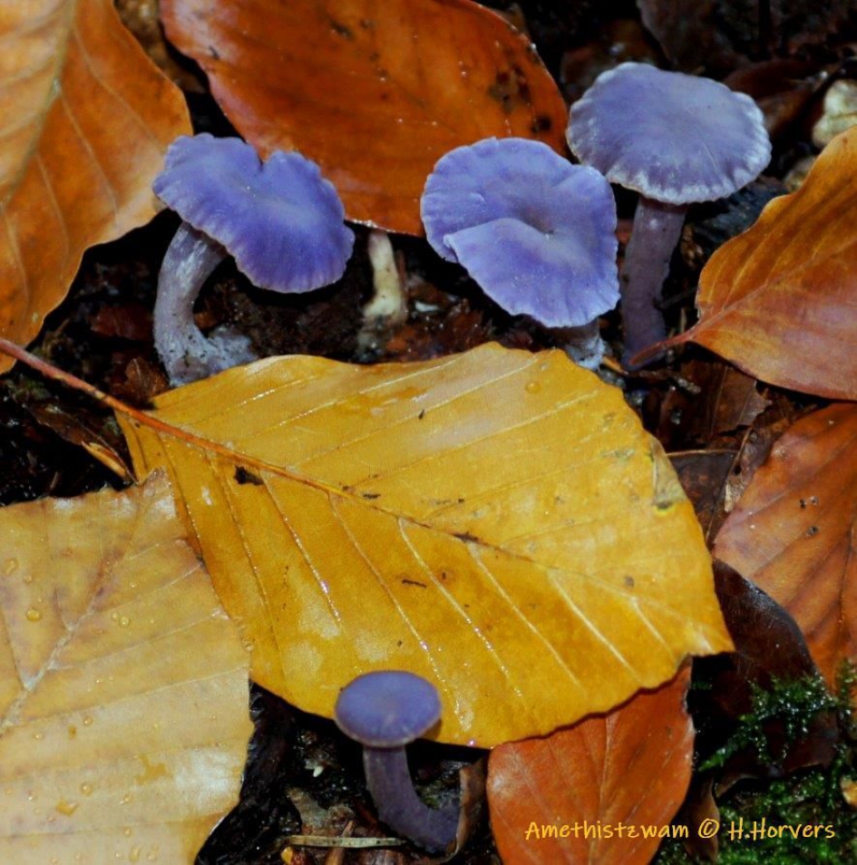 Amethistzwammen - Schimmels - Amethistzwammen