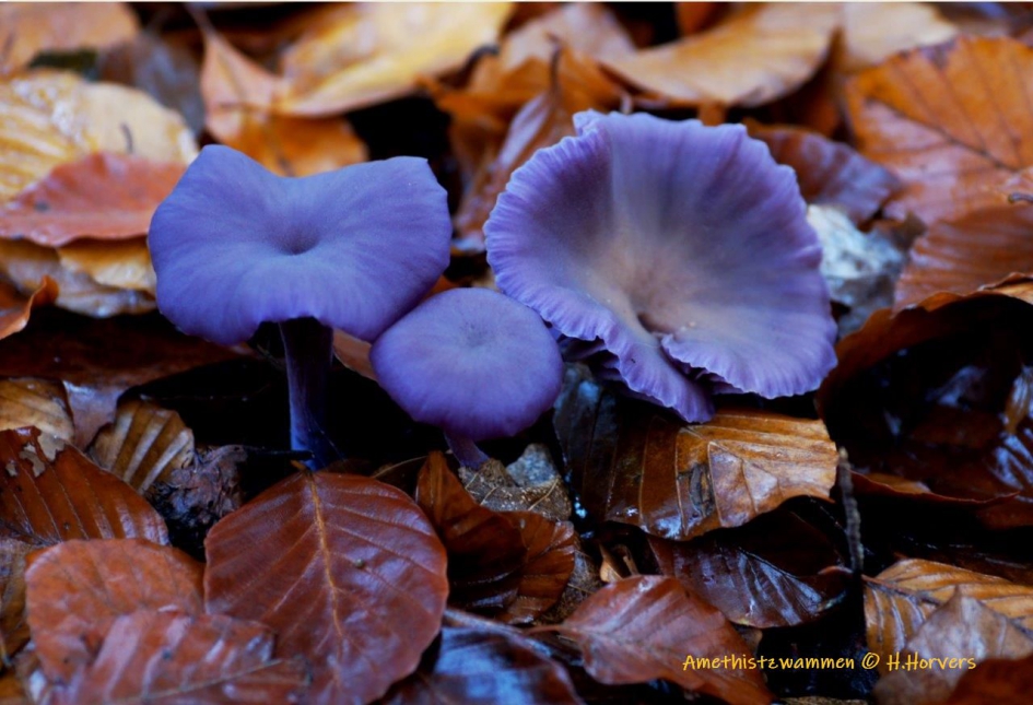 Amethistzwammen - Schimmels - Amethistzwammen