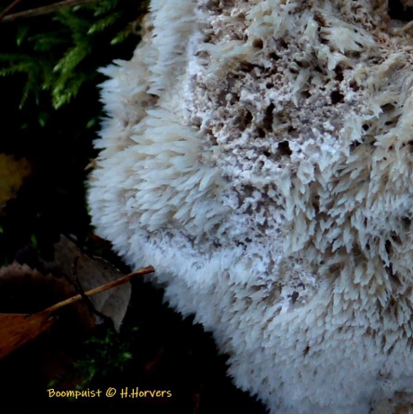 Aparte witte zwam (Boompuist)